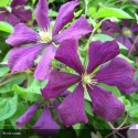 CLEMATIS Variété classique