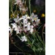 GAURA lhindeimeri Papillon White®