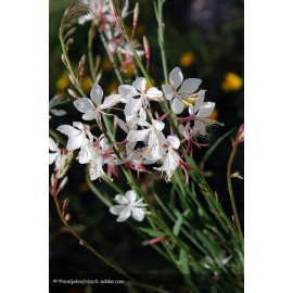 GAURA lhindeimeri Papillon White®