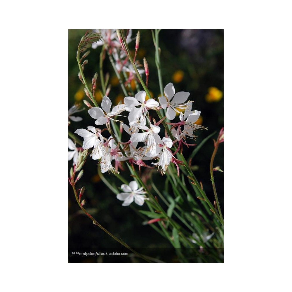 GAURA lhindeimeri Papillon White®