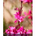 GAURA lindheimeri Red Color