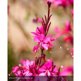 GAURA lindheimeri Red Color