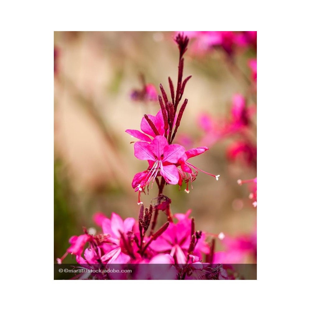 GAURA lindheimeri Red Color