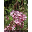 GAURA lindheimeri Rosy Jane®