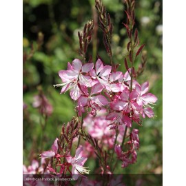 GAURA lindheimeri Rosy Jane®