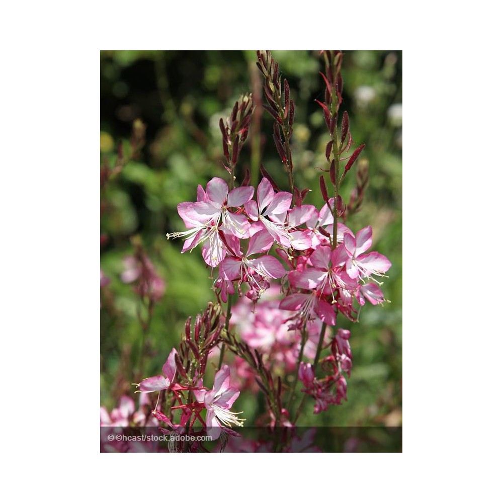 GAURA lindheimeri Rosy Jane®