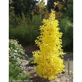 GINKGO biloba Blagon