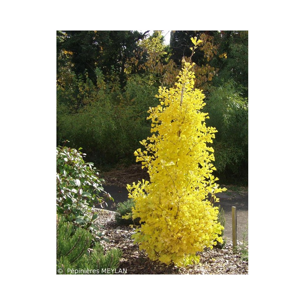 GINKGO biloba Blagon