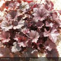 HEUCHERA Regina