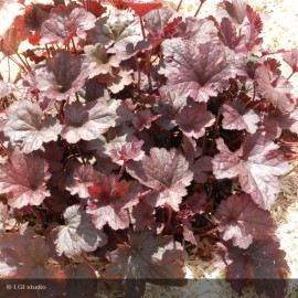 HEUCHERA Regina