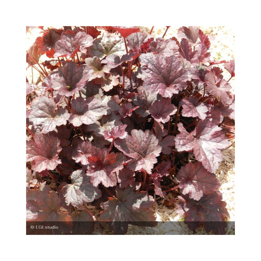 HEUCHERA Regina