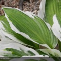 HOSTA fortunei Francee