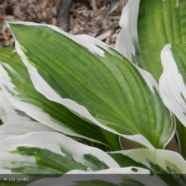 HOSTA fortunei Francee