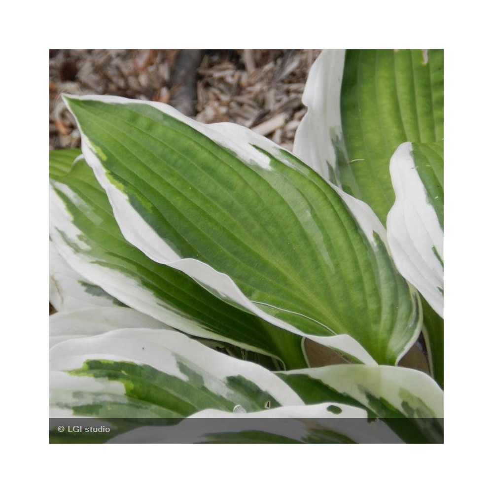 HOSTA fortunei Francee