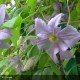 CLEMATIS Variété classique