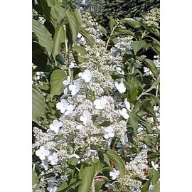 HYDRANGEA paniculata Kyushu