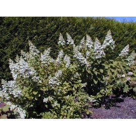 HYDRANGEA paniculata Tardiva