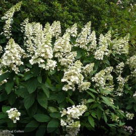 HYDRANGEA paniculata Unique