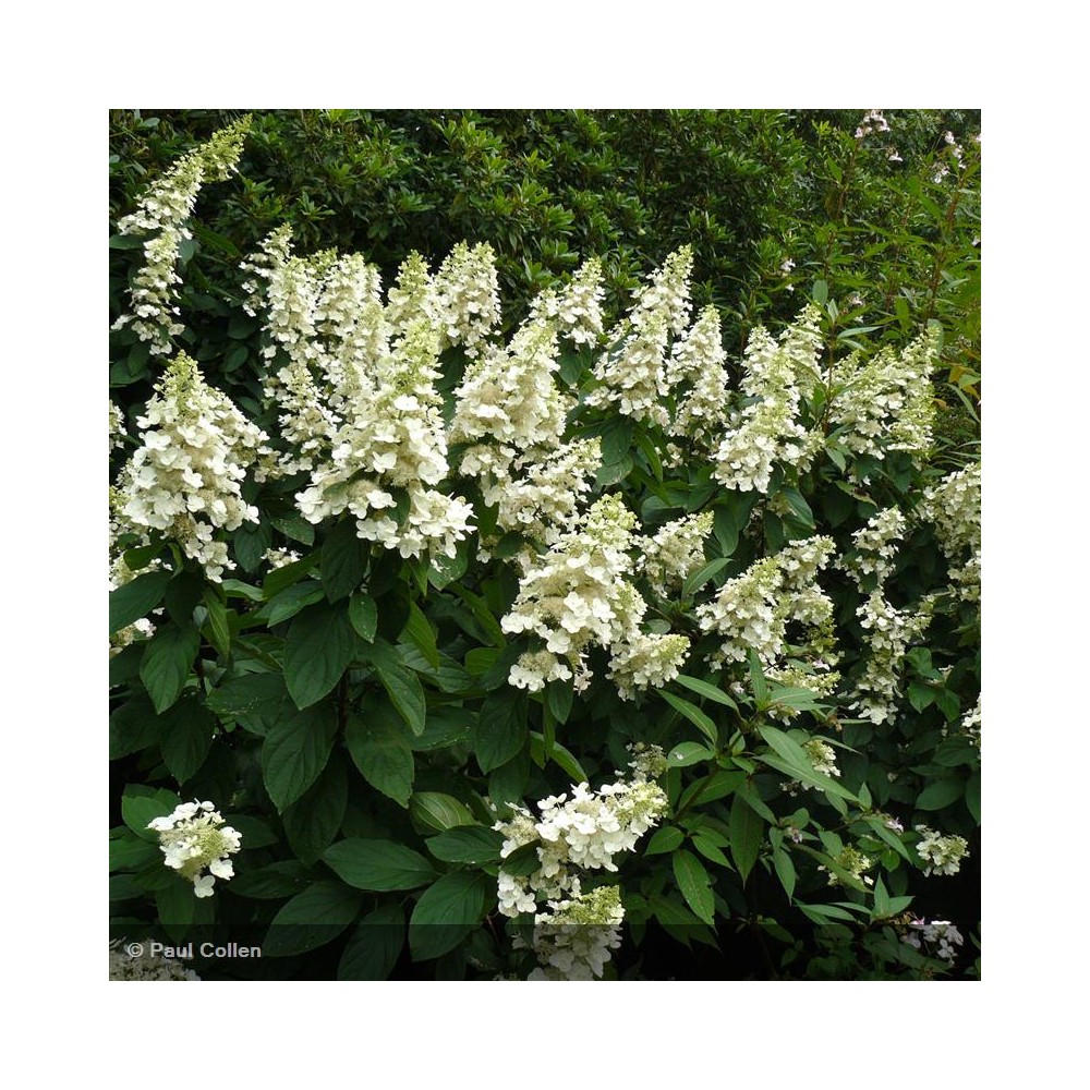 HYDRANGEA paniculata Unique