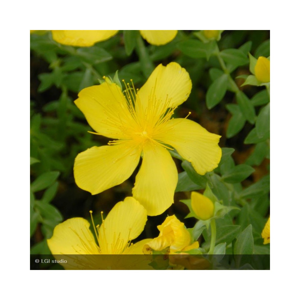 HYPERICUM calycinum