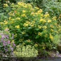 HYPERICUM inodorum Magical Beauty®