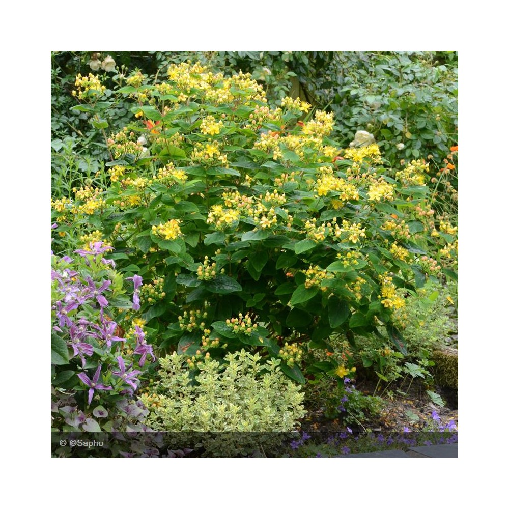 HYPERICUM inodorum Magical Beauty®