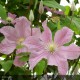 CLEMATIS Variété classique