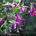 LESPEDEZA thunbergii