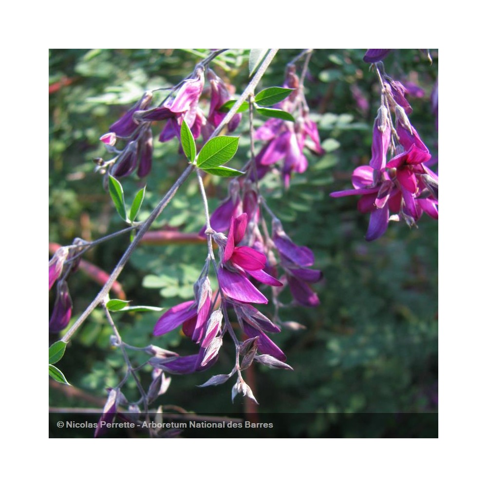 LESPEDEZA thunbergii