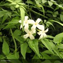 JASMINUM officinalis