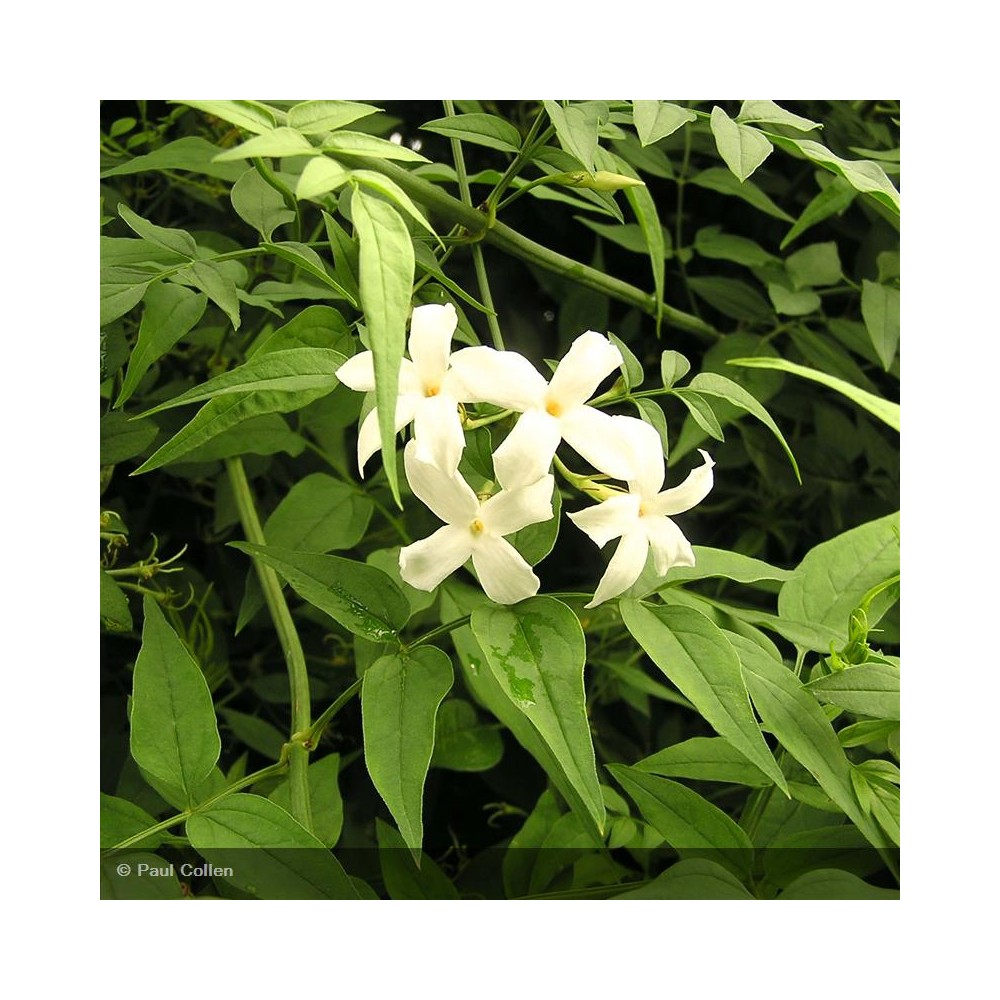 JASMINUM officinalis