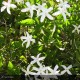 JASMINUM officinalis