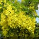 LABURNUM x watereri Vossii