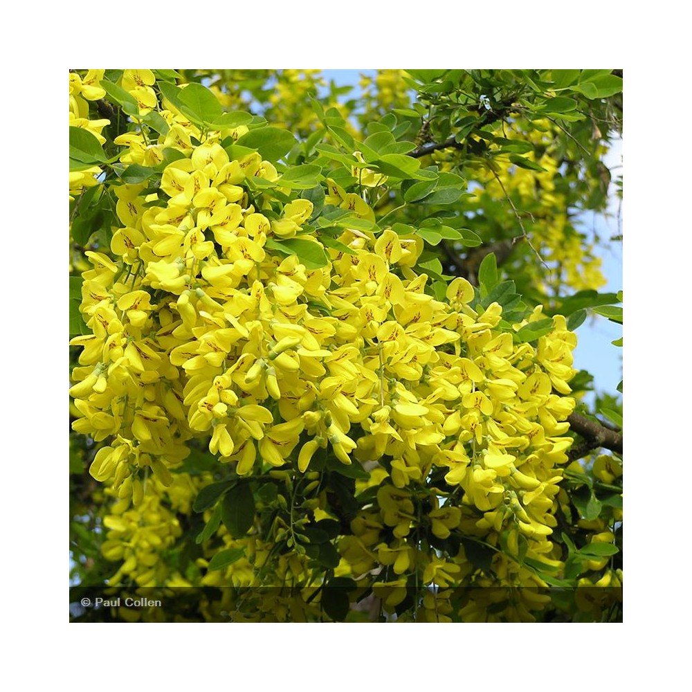 LABURNUM x watereri Vossii