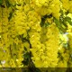 LABURNUM x watereri Vossii