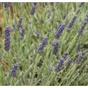 LAVANDULA angustifolia Richard Grey