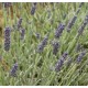 LAVANDULA angustifolia Richard Grey