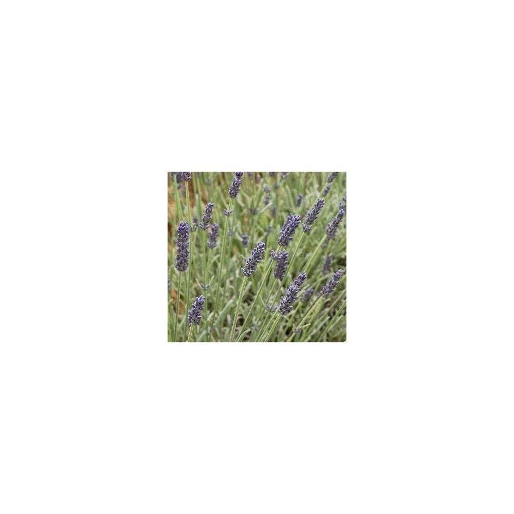 LAVANDULA angustifolia Richard Grey