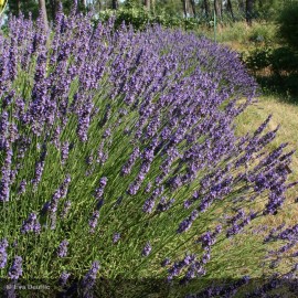 LAVANDULA x intermedia Dutch