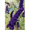 BUDDLEIA davidii Black Knight