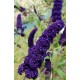 BUDDLEIA davidii Black Knight