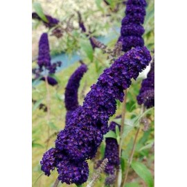 BUDDLEIA davidii Black Knight