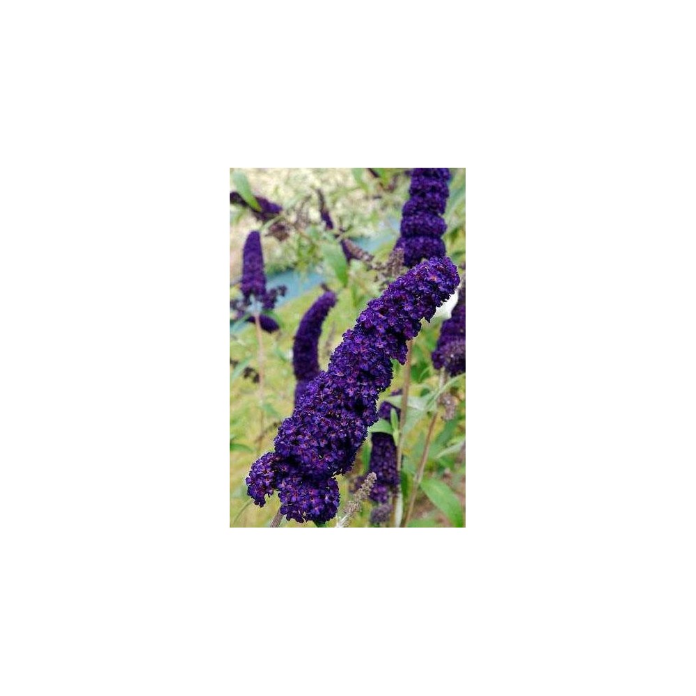 BUDDLEIA davidii Black Knight