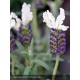 LAVANDULA stoechas Tiara®