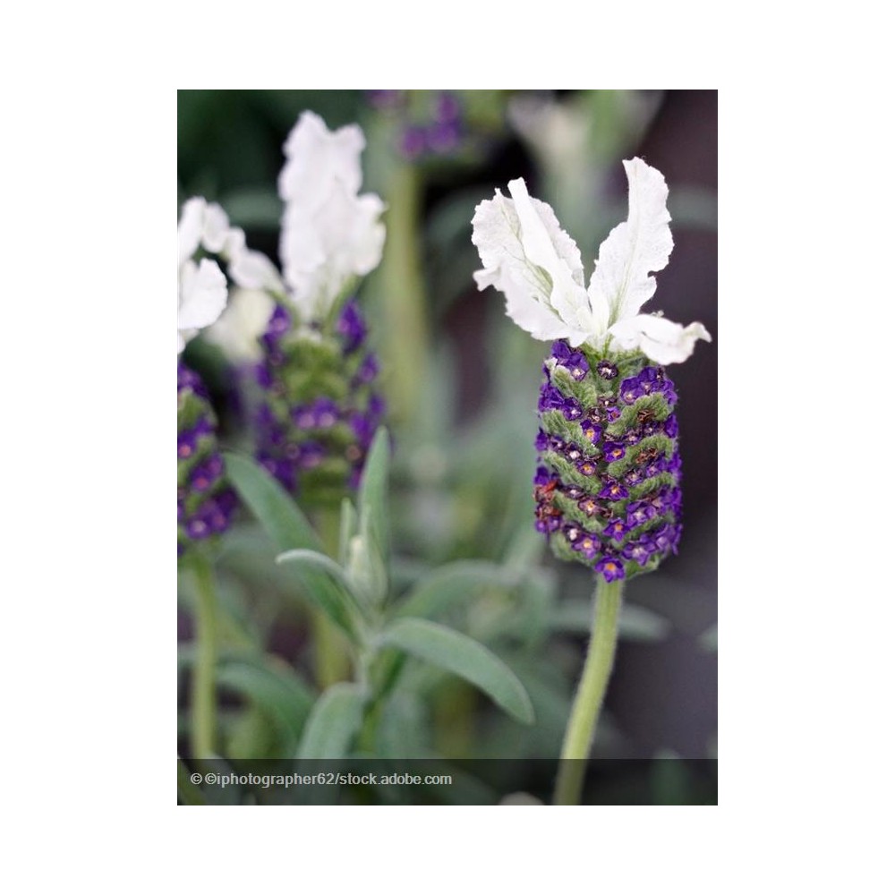 LAVANDULA stoechas Tiara®