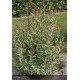 LIGUSTRUM japonicum Colombine