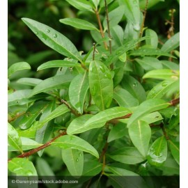 LIGUSTRUM vulgaris Atrovirens