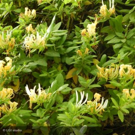 LONICERA japonica Hall's Prolific