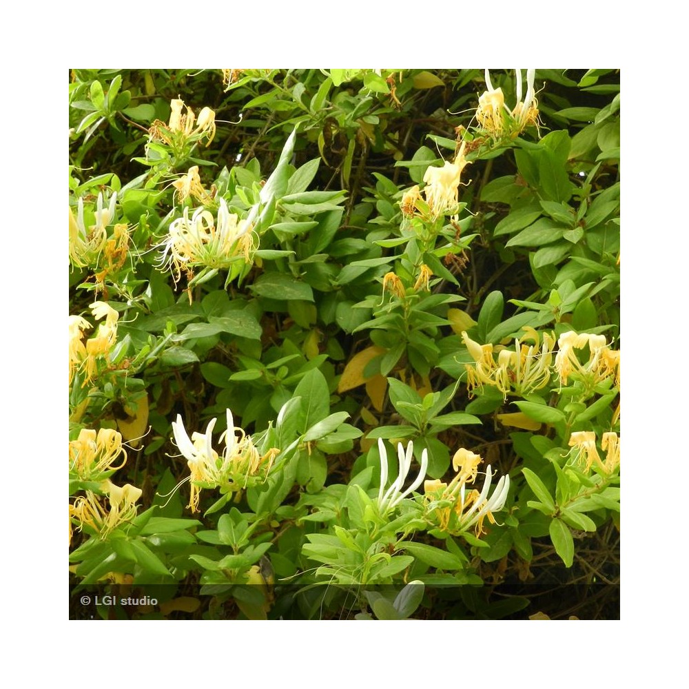 LONICERA japonica Hall's Prolific