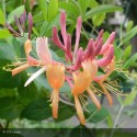 LONICERA x heckrotti American Beauty